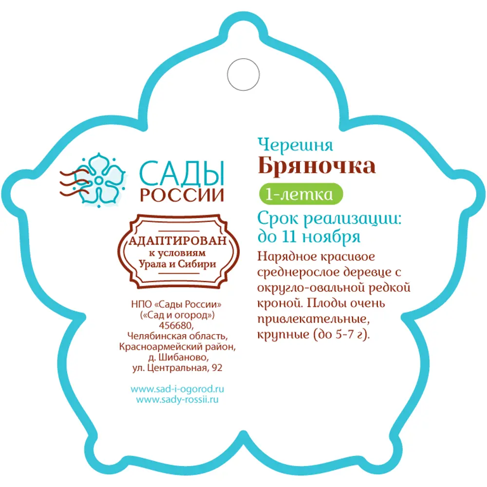 Черешня «Бряночка» 1 год 12.5x30-50 см 82610472 STLM-2127297 Santreyd  - Вид №1