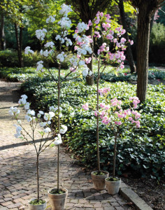 5505 778 a3 Искусственное дерево сакуры, в горшке, 168 см, бежево-белое H-andreas