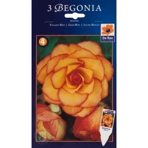Бегония пикоти жёлто-красная жёлтая 4/5, 3 шт 82539269 STLM-2013868