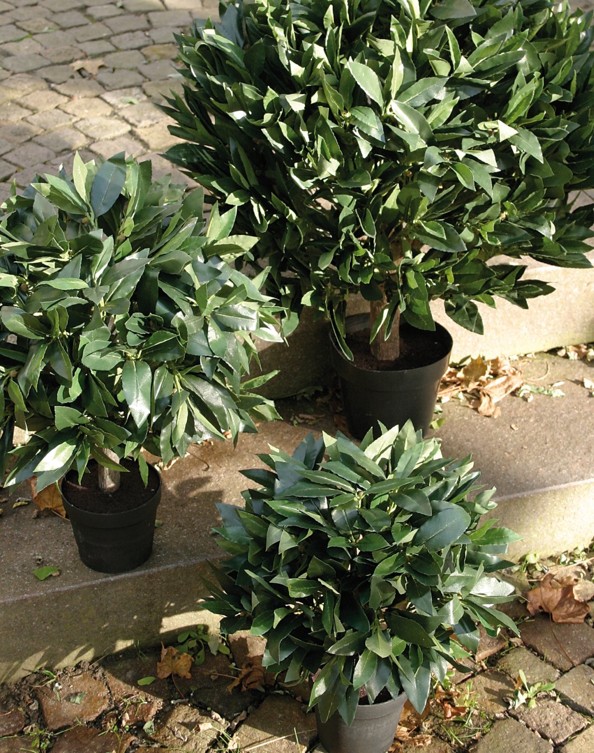 5045 883 a3 Искусственный лавровый шар, 462 листа, в горшке, 50 см, зеленый H-andreas  - Вид №1