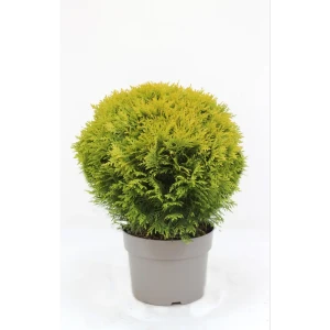 Туя Мириам ø17 h22.5 см 85573255 STLM-2175384