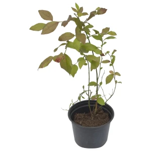 Саженец голубики высокорослой Santreyd Блю Голд 18016078