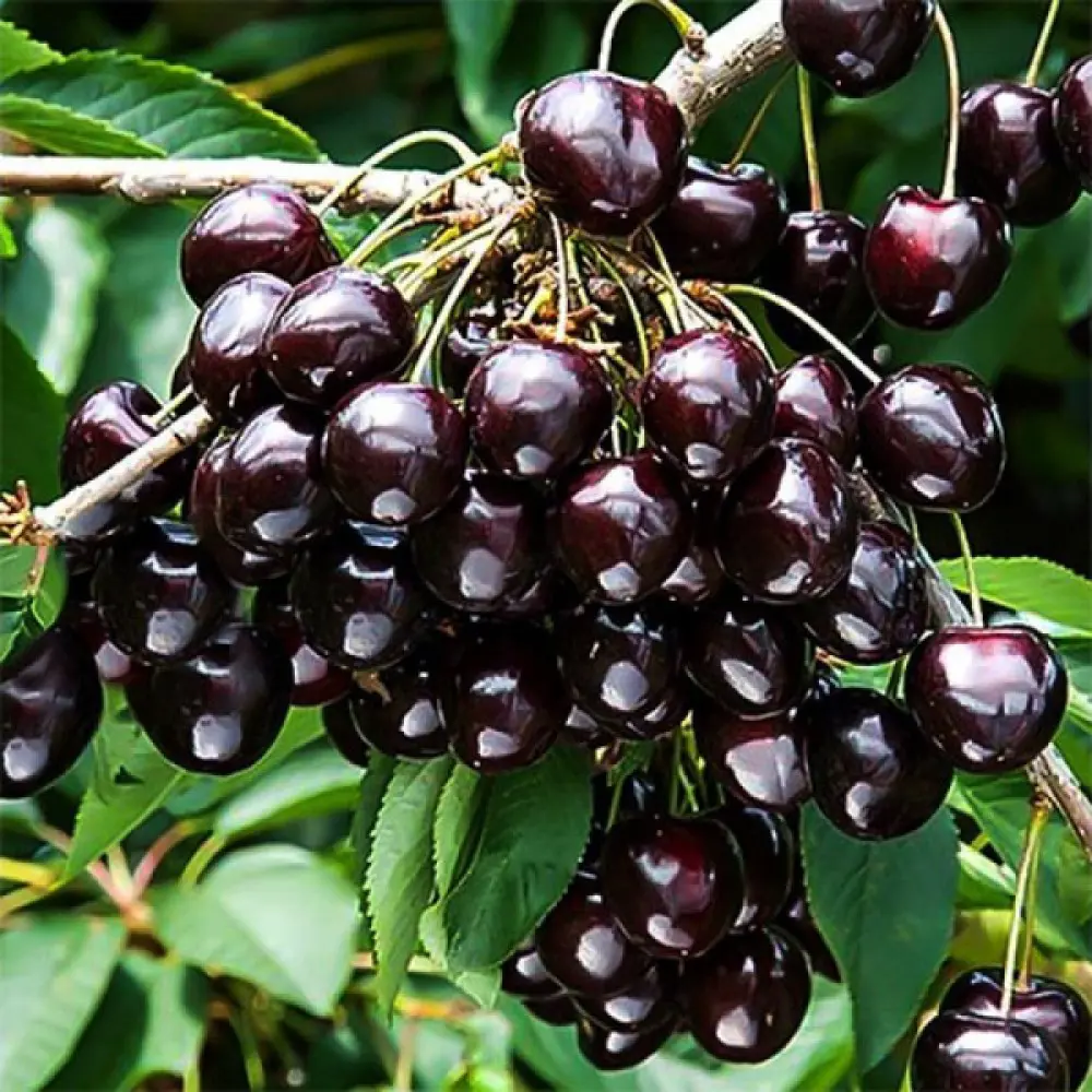 Черешня Ленинградская черная пакет 89465456 STLM-2123082 PLANTMARKET 