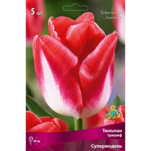 Тюльпан Триумф «Супермодель» размер луковицы 12, 5 шт. 82662946 STLM-2032040