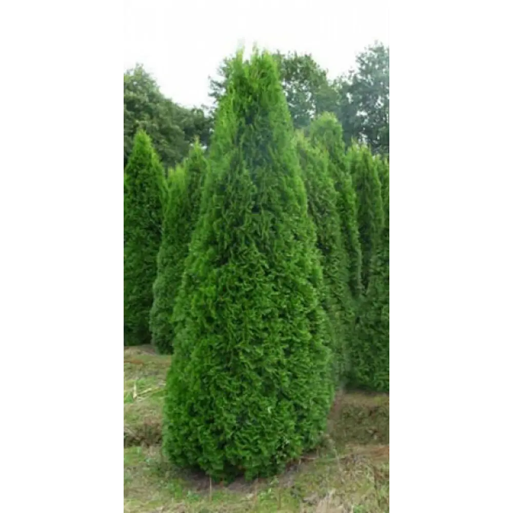 Туя западная «Смарагд» 15x30 см 82596817 STLM-2084001 Santreyd  - Вид №2