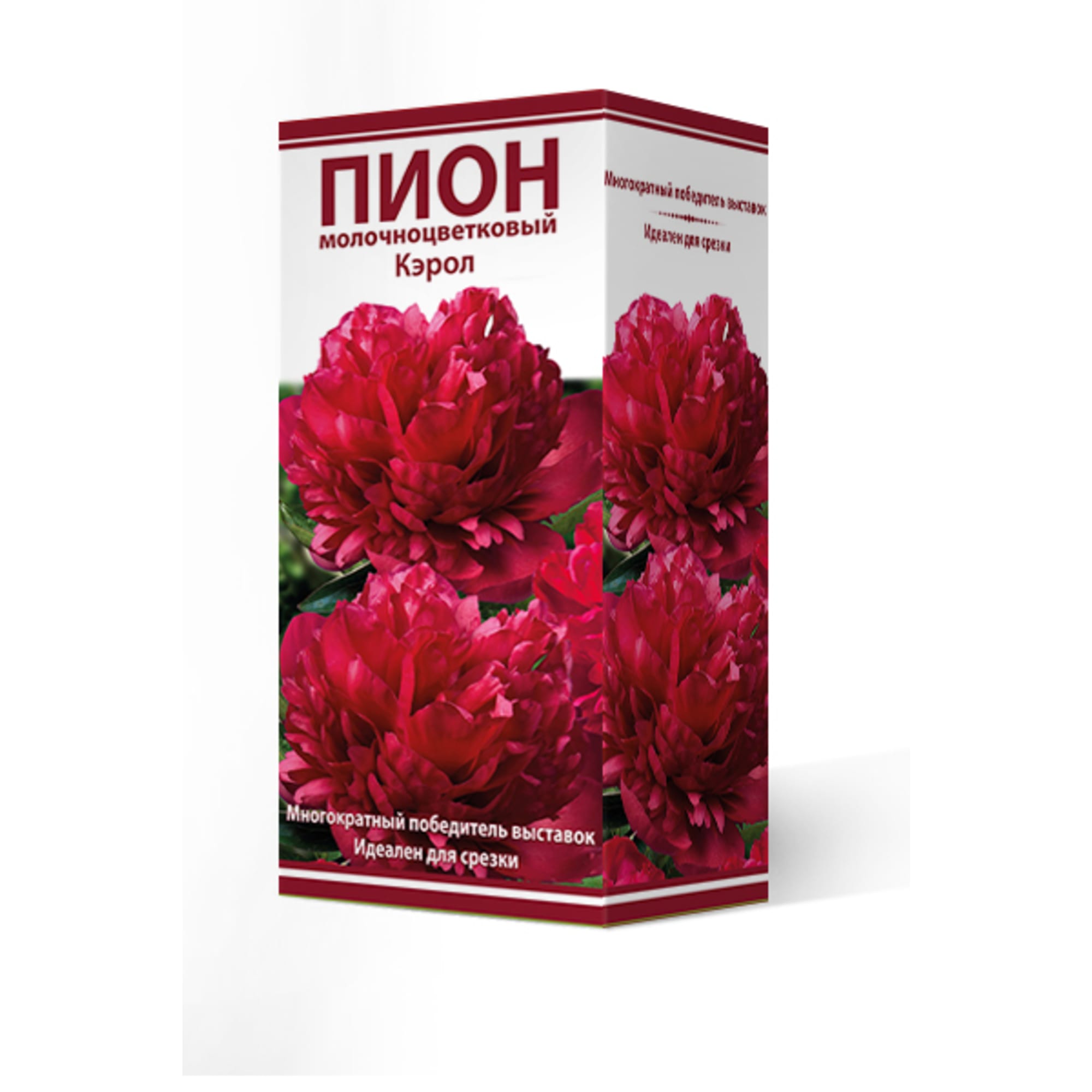 88294985 Пион молочноцветковый Кэрол разбор 2-3 Santreyd 