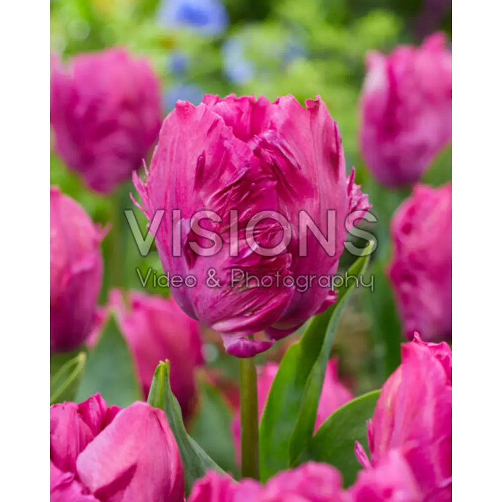 Тюльпан попугайный Пэррот Принц - луковицы 3 шт с экзотическими цветами 89376772 Santreyd STLM-1584511