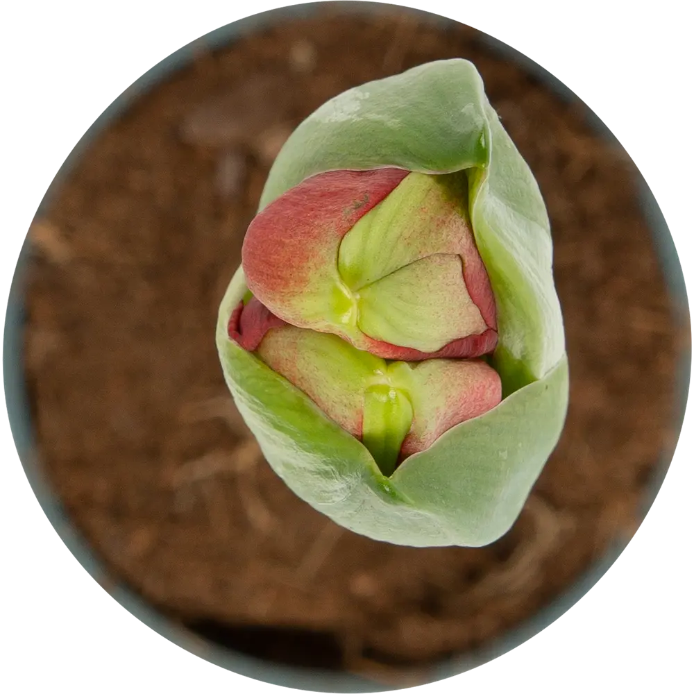 Гиппеаструм Santreyd - цветущая стрелка с 2-6 колокольчиками 82579974 STLM-0030544 - Вид №1