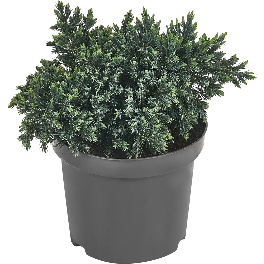 Можжевельник чешуйчатый Блю Стар ø15 h40 см 84834063 STLM-2103226 PLANTMARKET  - Вид №1