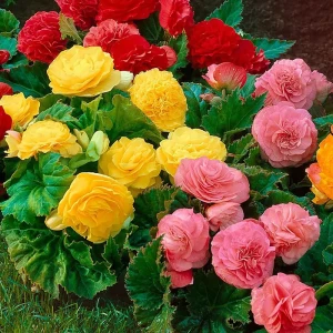 Бегония Нон стоп микс 3 шт. 83628402 STLM-2020921