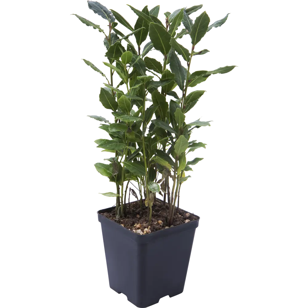 Лавр Нобилис 9х25 см Santreyd STLM-2010661