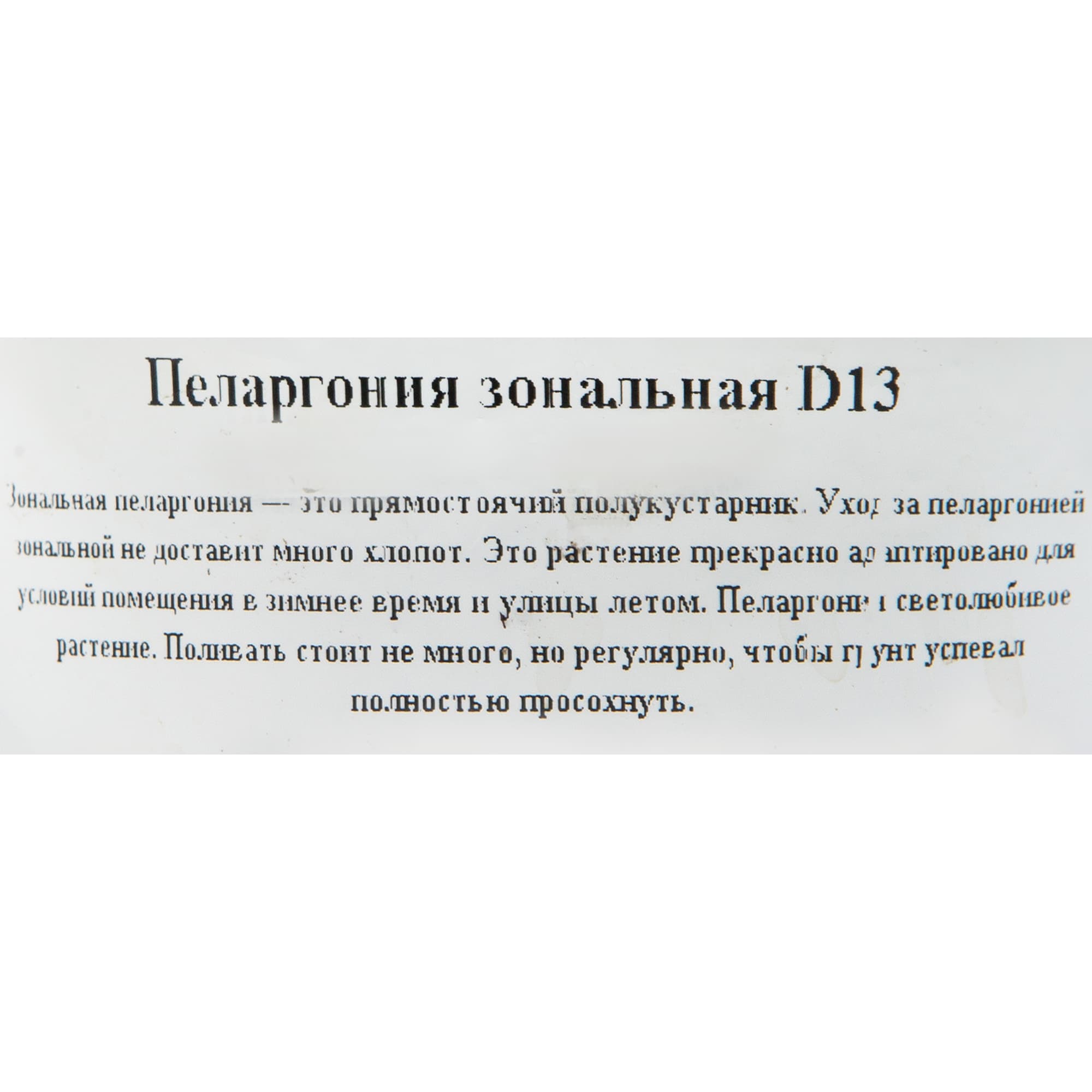 82560411 Пеларгония зональная d13 Santreyd  - Вид №2