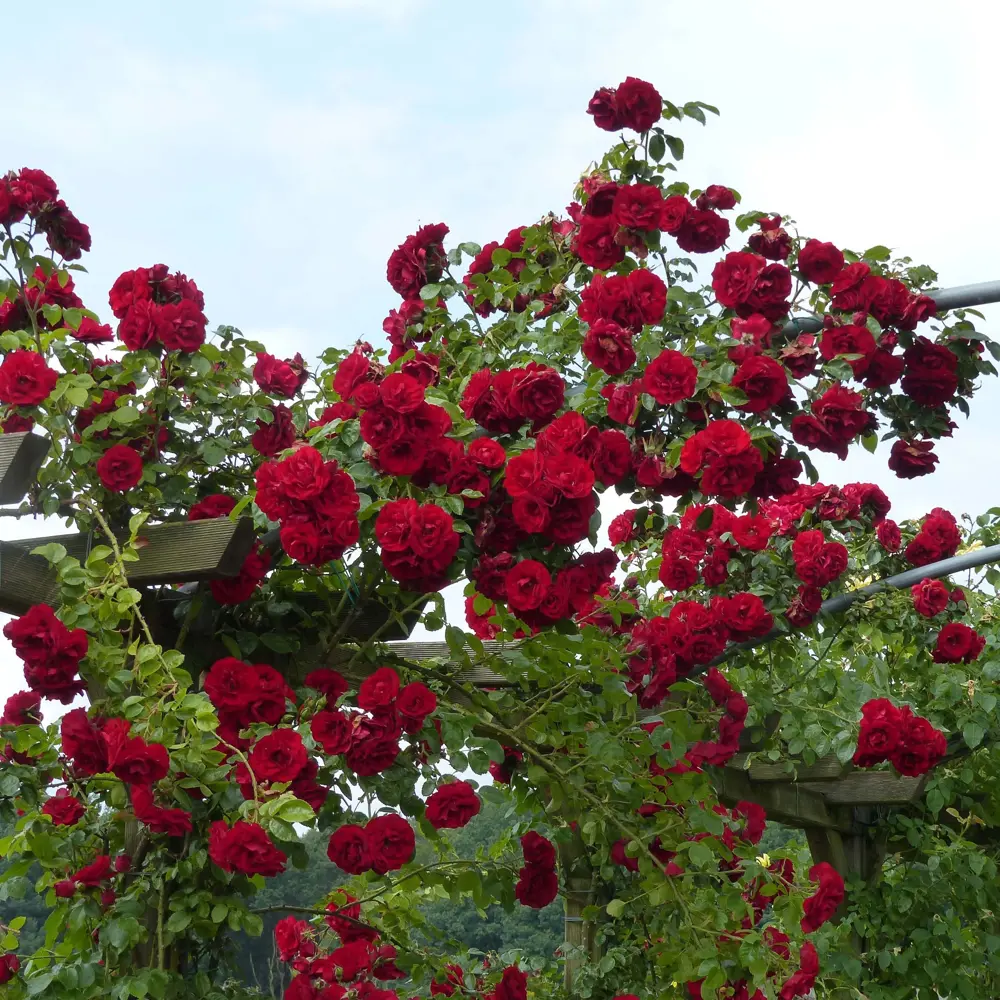 Роза плетистая Симпати ø19 h55 см 84827481 STLM-2010033 PLANTMARKET 