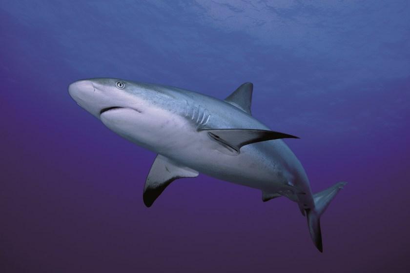 3M Italia Плавленая виниловая пленка высокой прозрачности Wid 3M Company sun-id-1486094 - Вид №3