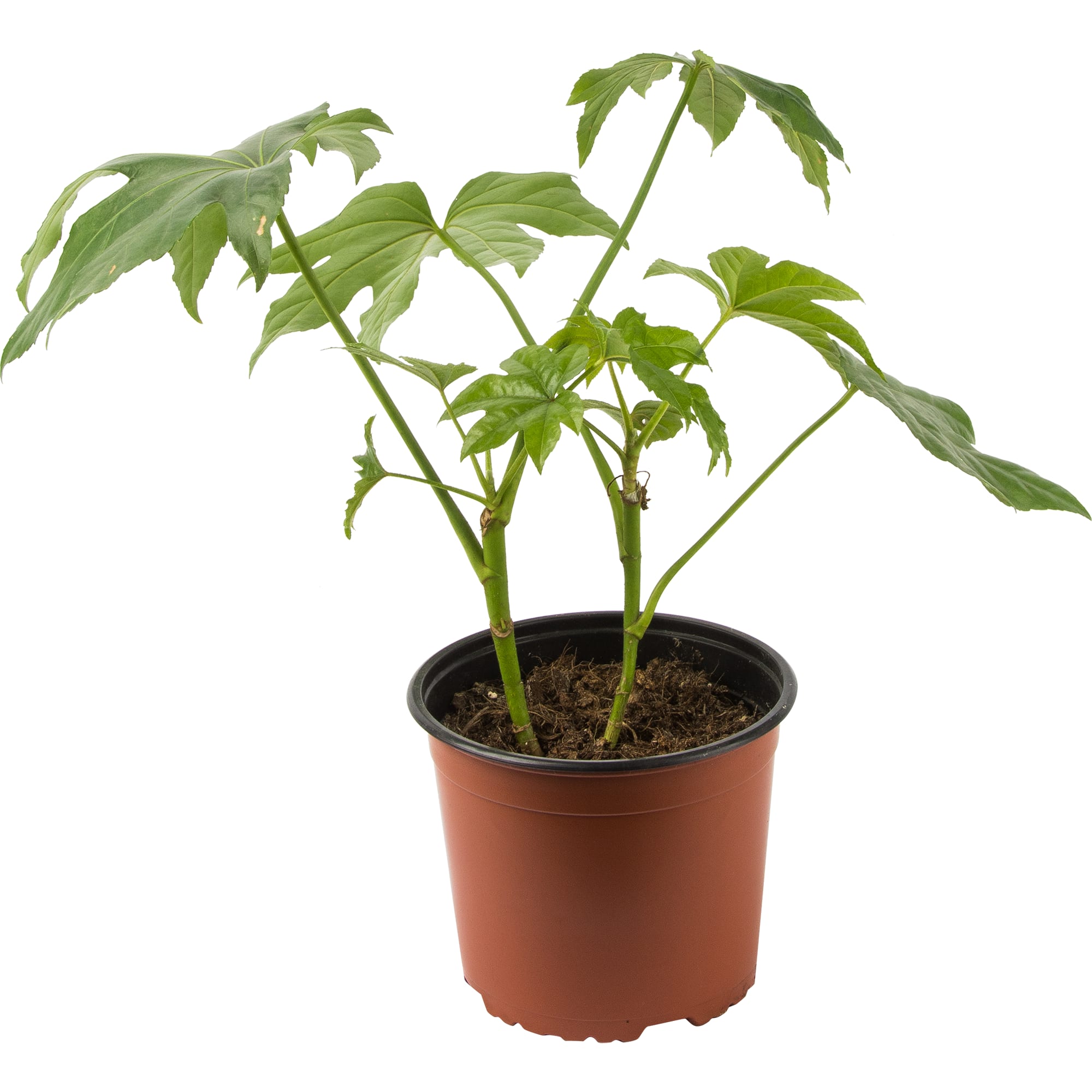 82850369 Фатсия 17х60 см Santreyd 