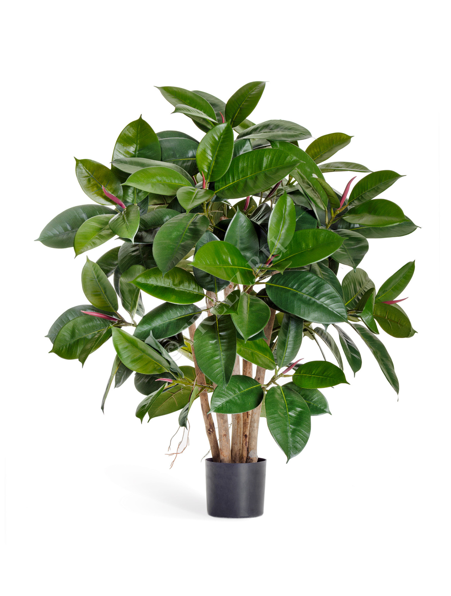 10.33803N Фикус Эластика куст зелёный Цветочная коллекция 