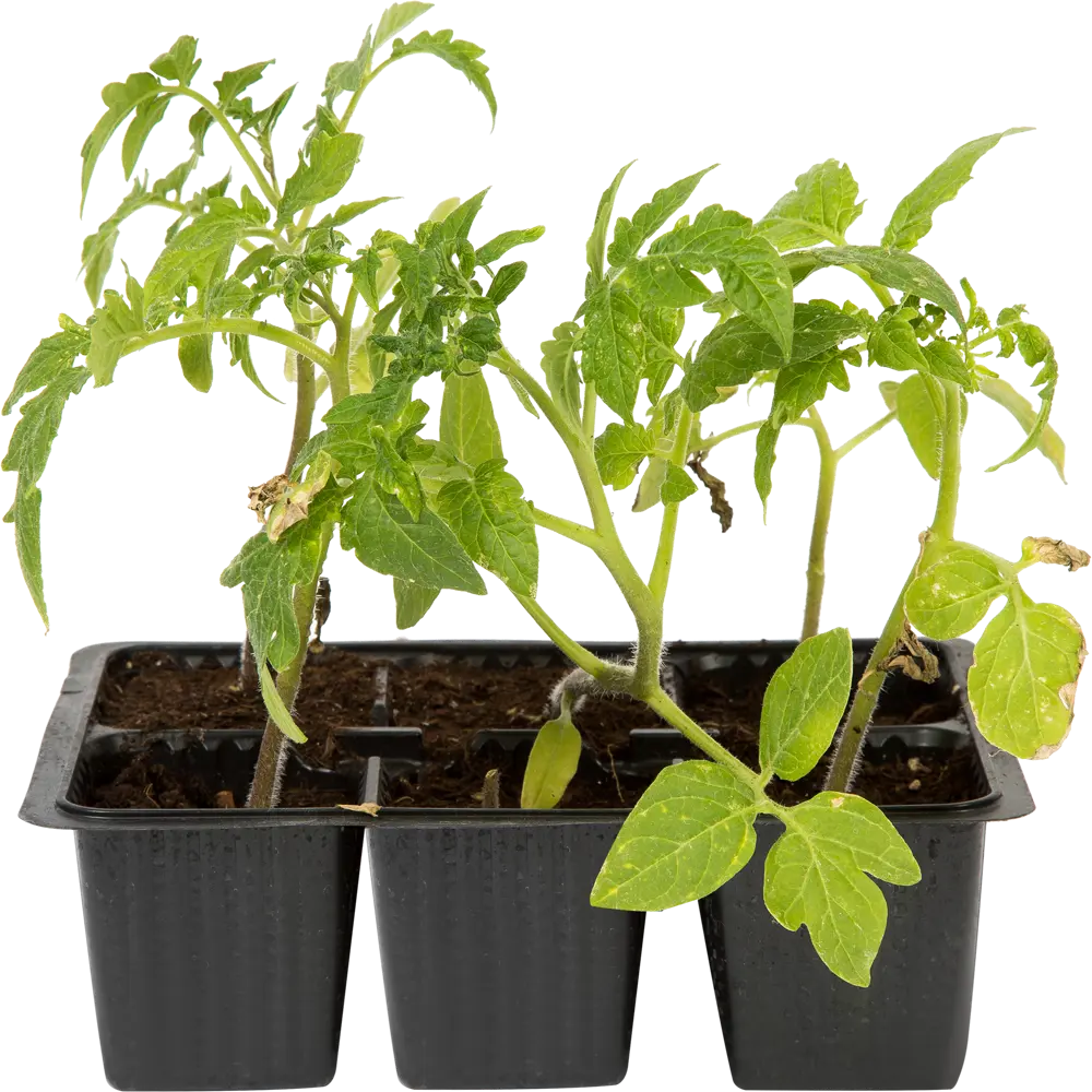 Томат «Москвичка» Santreyd STLM-2139553