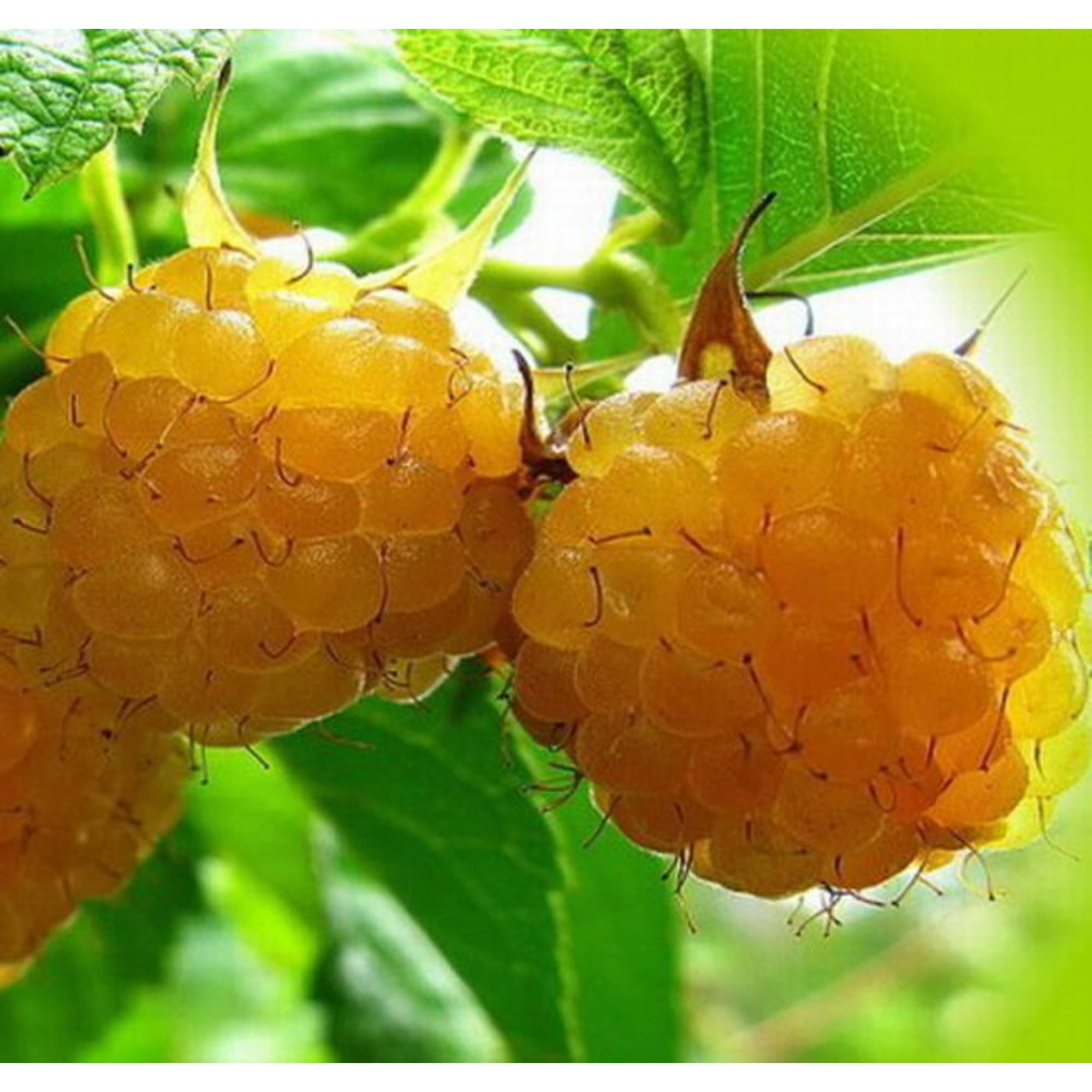 82601709 Малина садовая «Янтарная» 1.5-2 л высота 20-40 см Santreyd  - Вид №3