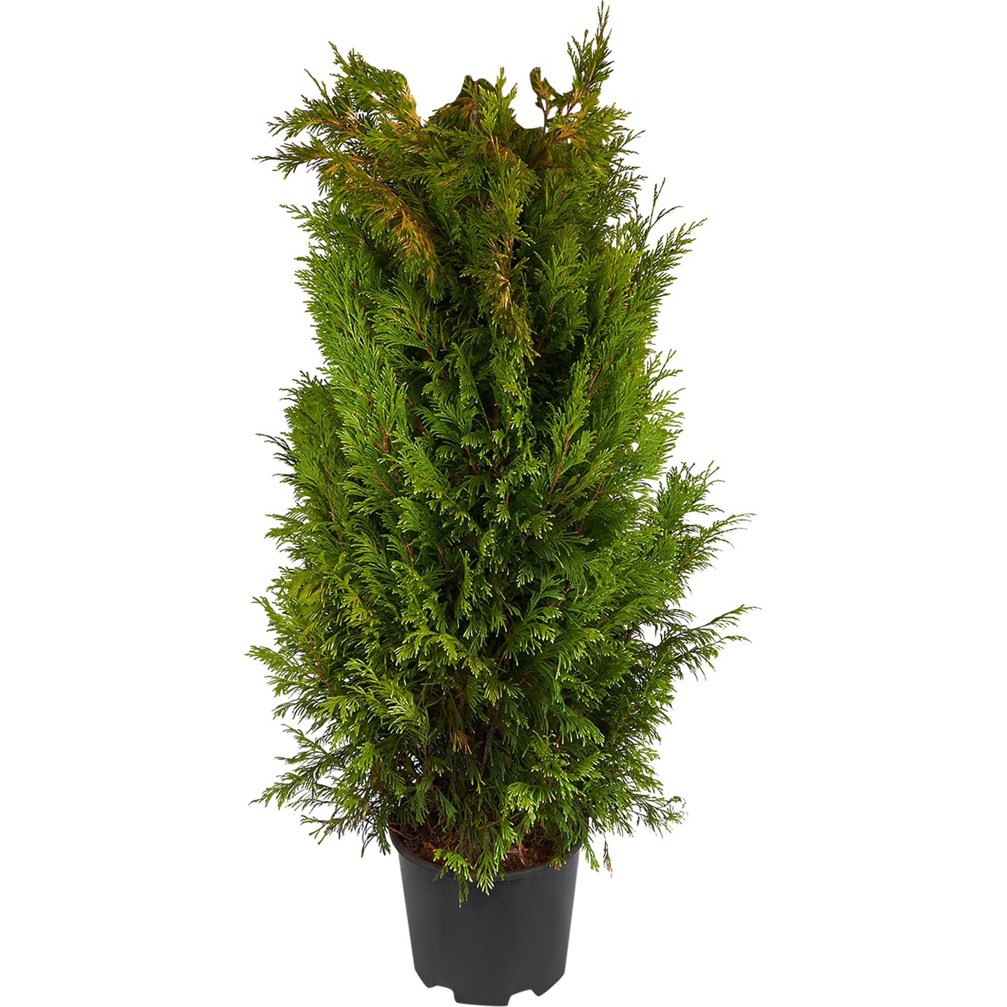 82176387 Кипарисовик Лавсона «Ивонне» 15 л 125-150 см Santreyd 