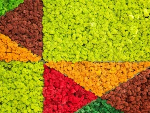 Carlo Civera Стабилизированный лишай