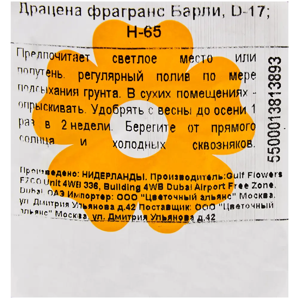 Драцена «Фраг Барли» 17x65 см 82703973 STLM-2177893 Santreyd  - Вид №2