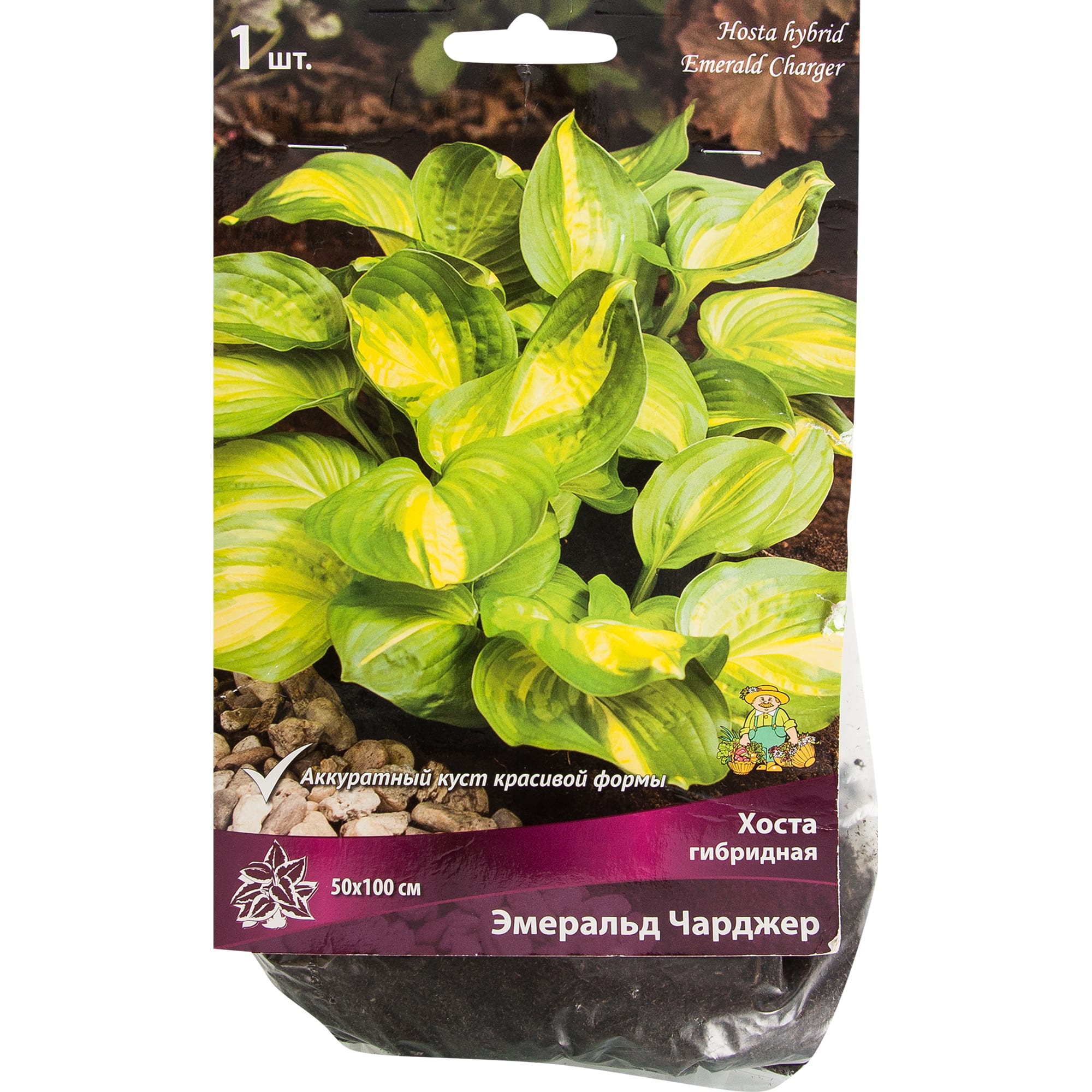 82319596 Хоста гибридная «Эмеральд Чарджер», размер луковицы I Santreyd 