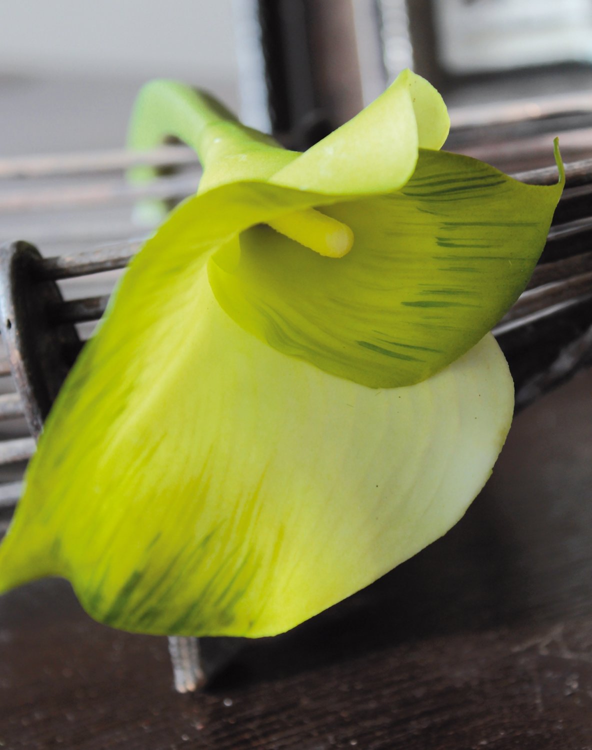 3807 807 a2 Искусственная зантедеския 'double', 77 см, real touch, зелено-белый H-andreas  - Вид №2