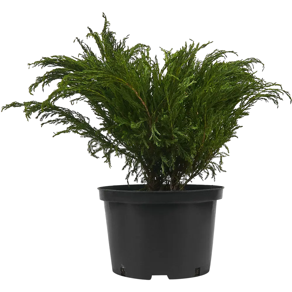 Можжевельник Андорра Компакт ø19 h40 см 84406462 STLM-2021379 PLANTMARKET  - Вид №1