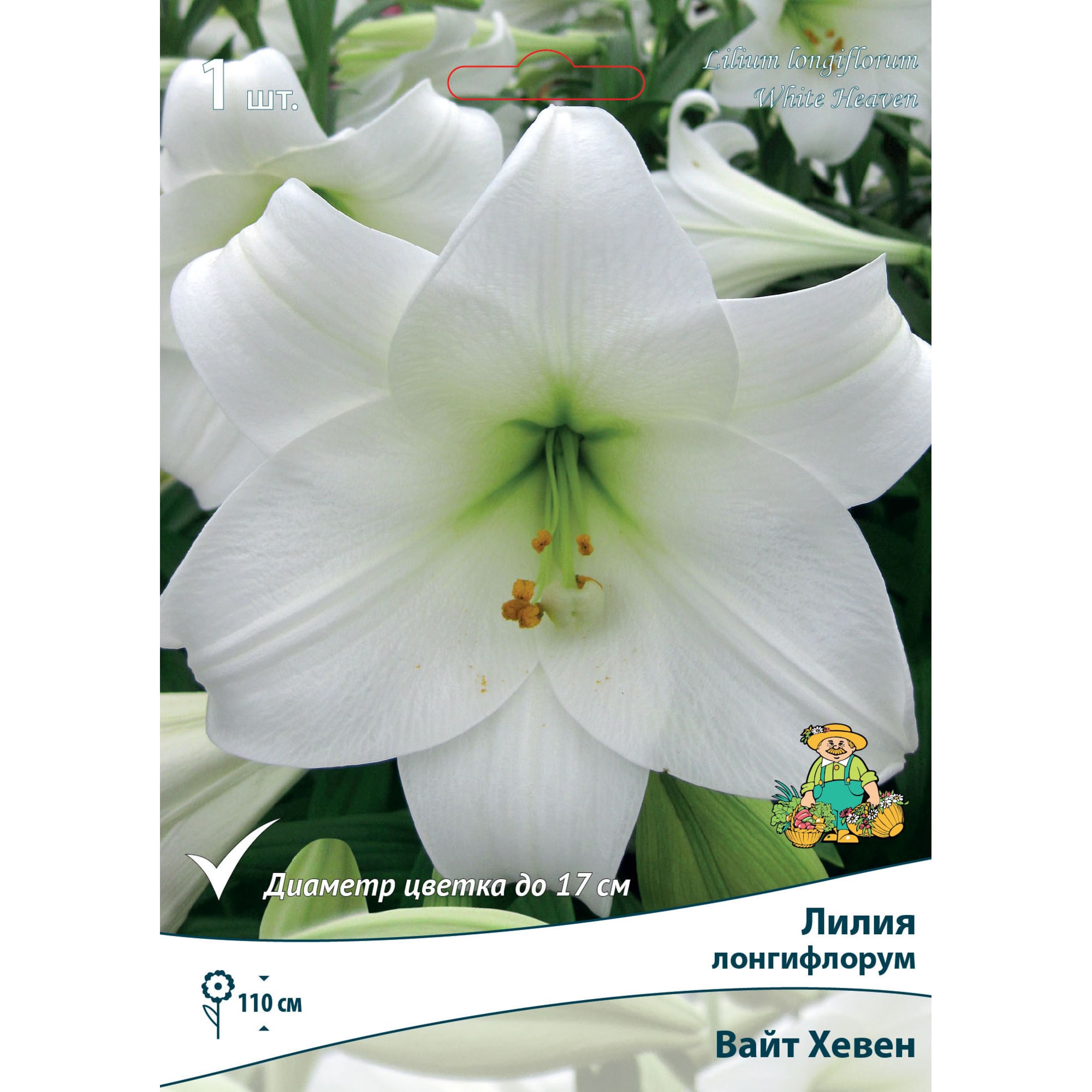 82662616 Лилия лонгифлорум «Вайт Хевен» размер луковицы 14/16 Santreyd 