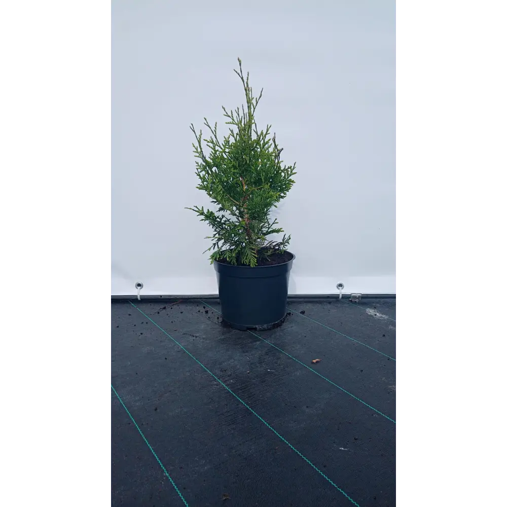 Туя западная Брабант ø19 см h60-80 см 85088218 STLM-2068459 Santreyd 