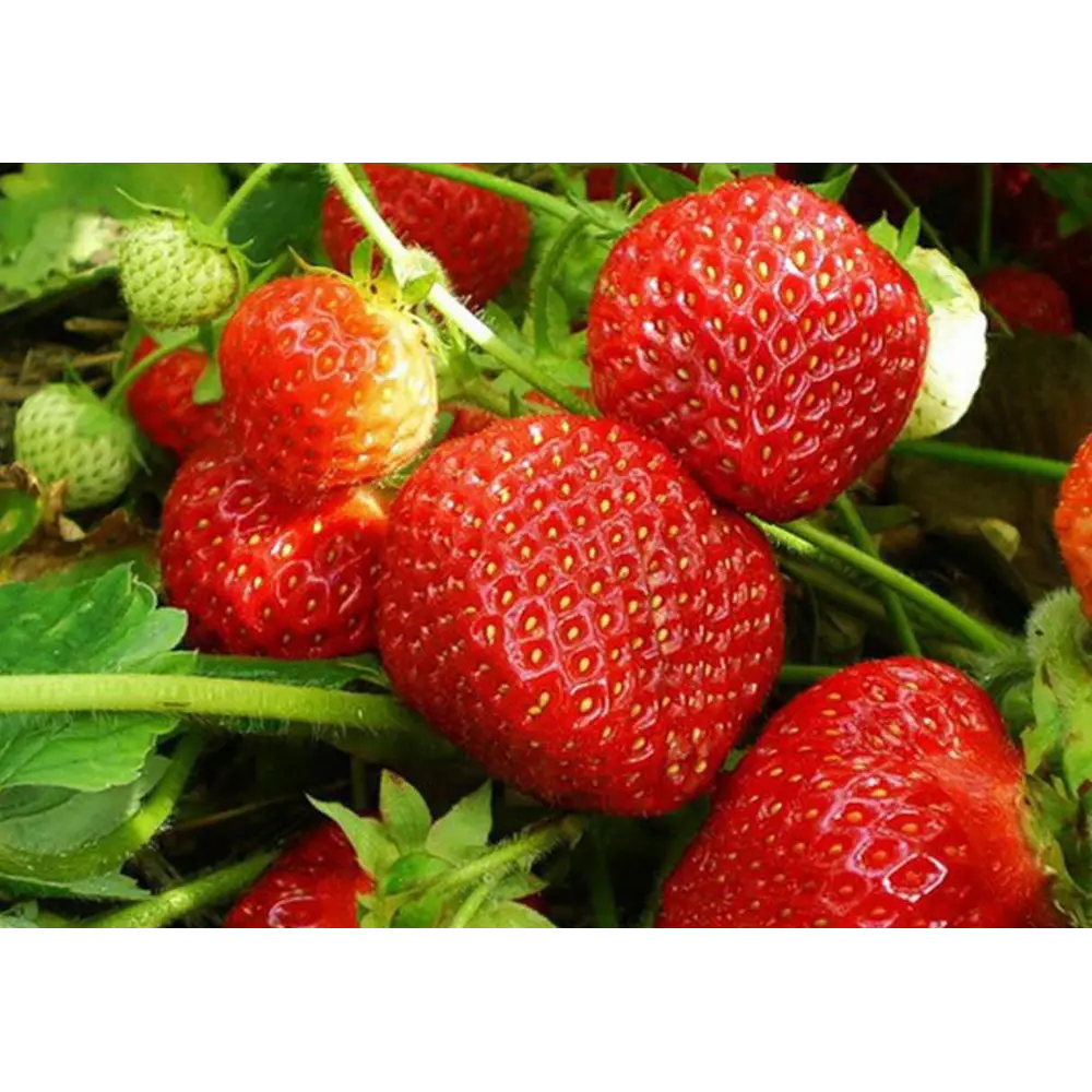 Земляника садовая Витязь PLANTMARKET STLM-2160312