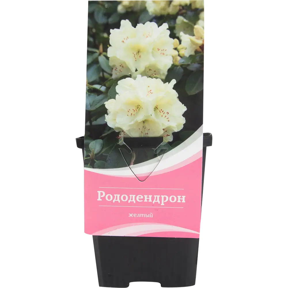 Рододендрон гибридный «Голден Хармони» 9x20 см 82601869 STLM-2156454 Santreyd  - Вид №2