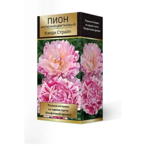Пион травянистый Кэнди Страйпт луковица 2-3 83600162 STLM-2164991