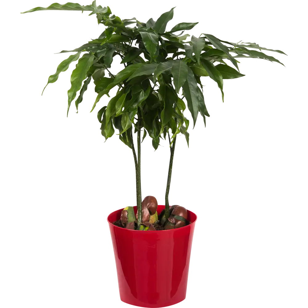 Кастаноспермум Магнифико 12x45 см 82877353 STLM-2066955 Santreyd 