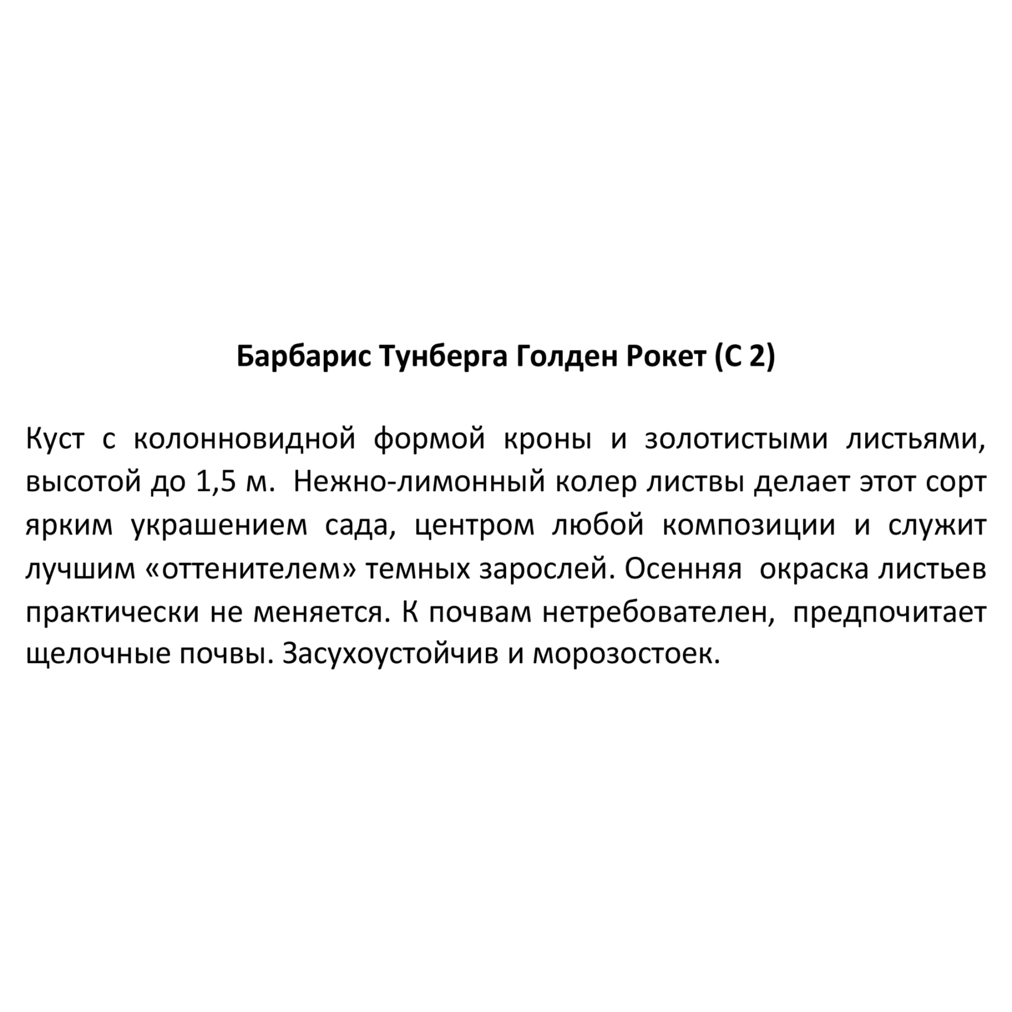 85325441 Барбарис Тунберга Голден Рокет ø17 h30 см Santreyd  - Вид №2