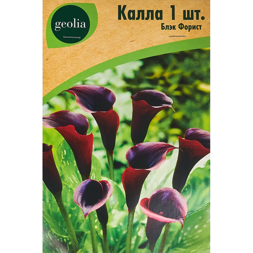 Калла Geolia Блэк Форист STLM-2125609