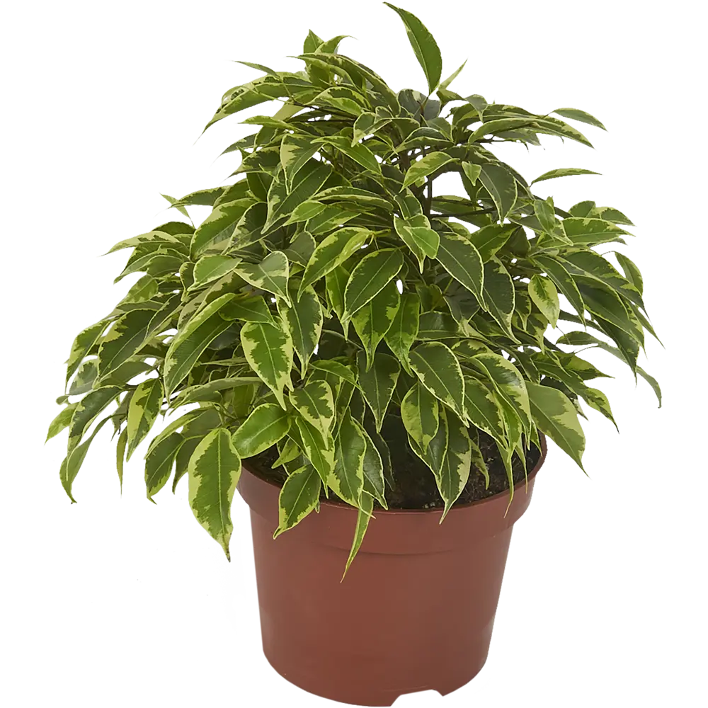 Фикус Бенджамина Кинки 12x27 см 82384377 STLM-2005800 Santreyd 