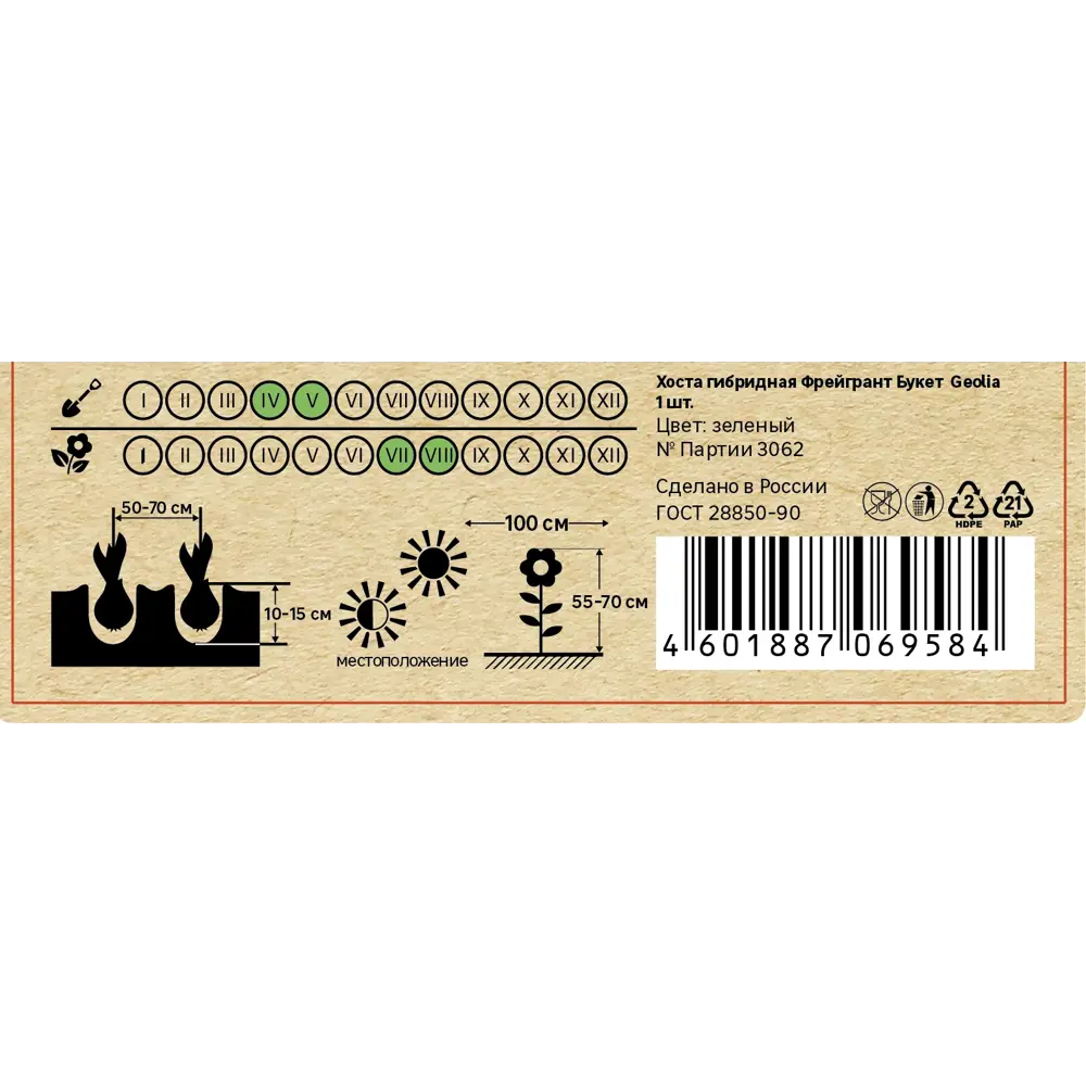 Хоста гибридная Фрейгрант Букет Santreyd STLM-2212405 - Вид №4