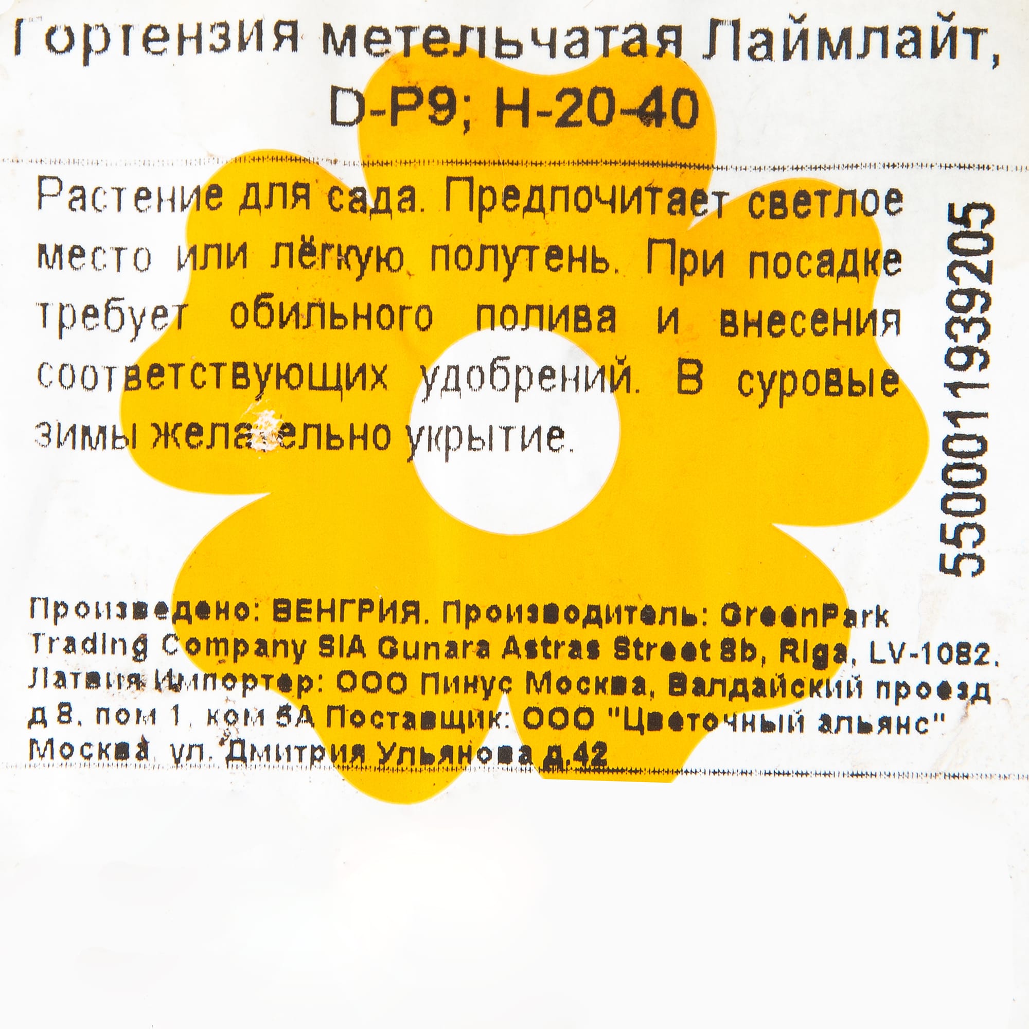 15711382 Гортензия метельчатая Лаймлайт, P9 Santreyd 