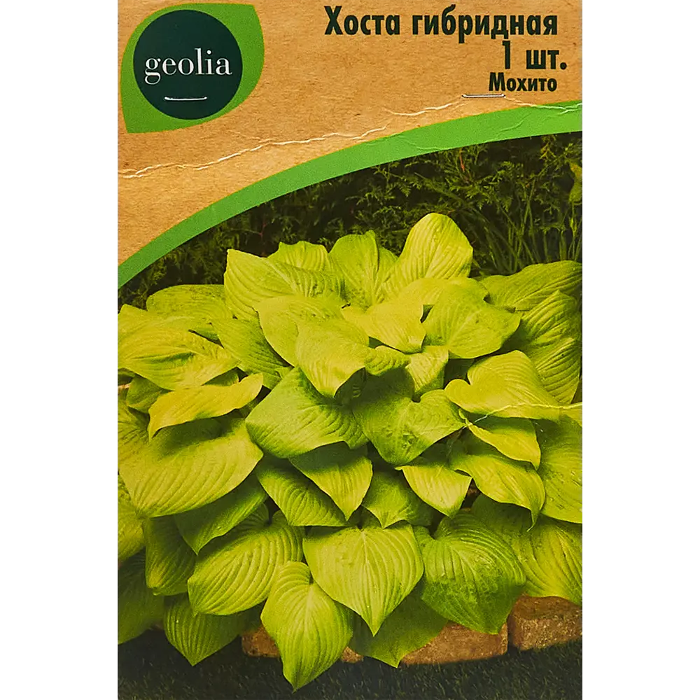 Хоста гибридная Мохито Santreyd STLM-2132219