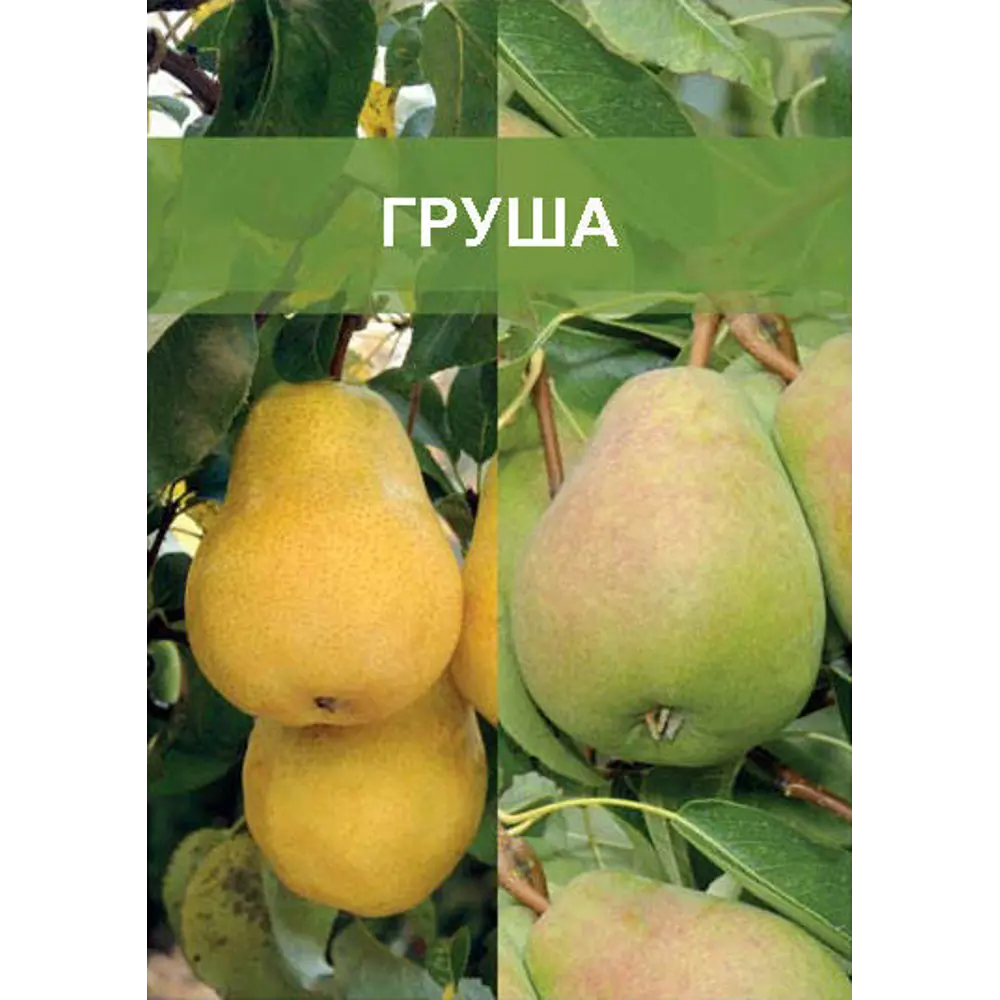 Груша двухъярусное дерево 2 прививки ø20 h180 см 85670468 STLM-2187051 Santreyd 
