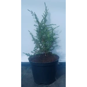 Можжевельник обыкновенный Арнольд ø19 см h40-60 см 85088160 STLM-2045052