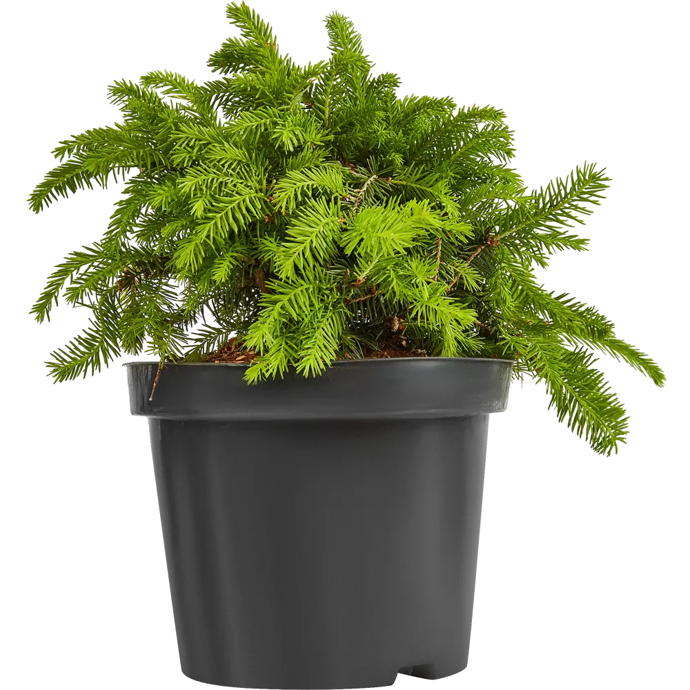 Santreyd Ель Нидиформис - декоративный хвойный кустарник для сада 87718632 STLM-1401933