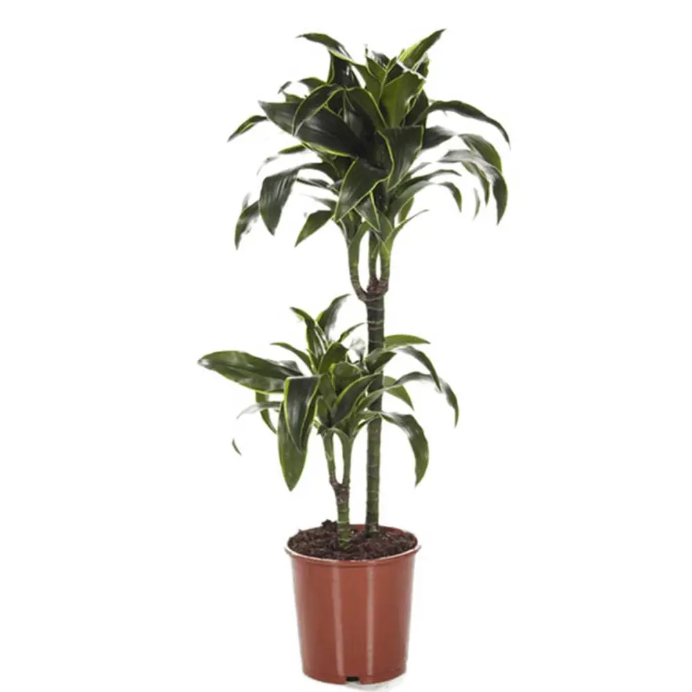 Santreyd Драцена Дорадо — элегантное комнатное дерево с пышной кроной 85324831 STLM-0061446