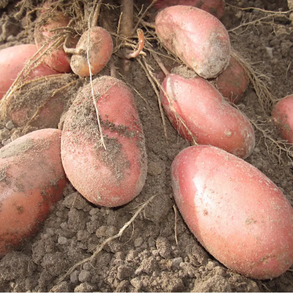 Семена Картофель семенной «Дамарис» упаковка 1.5 кг Santreyd STLM-2207165