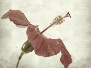 MOMENTI Художественная печать Crazy home paintings 062