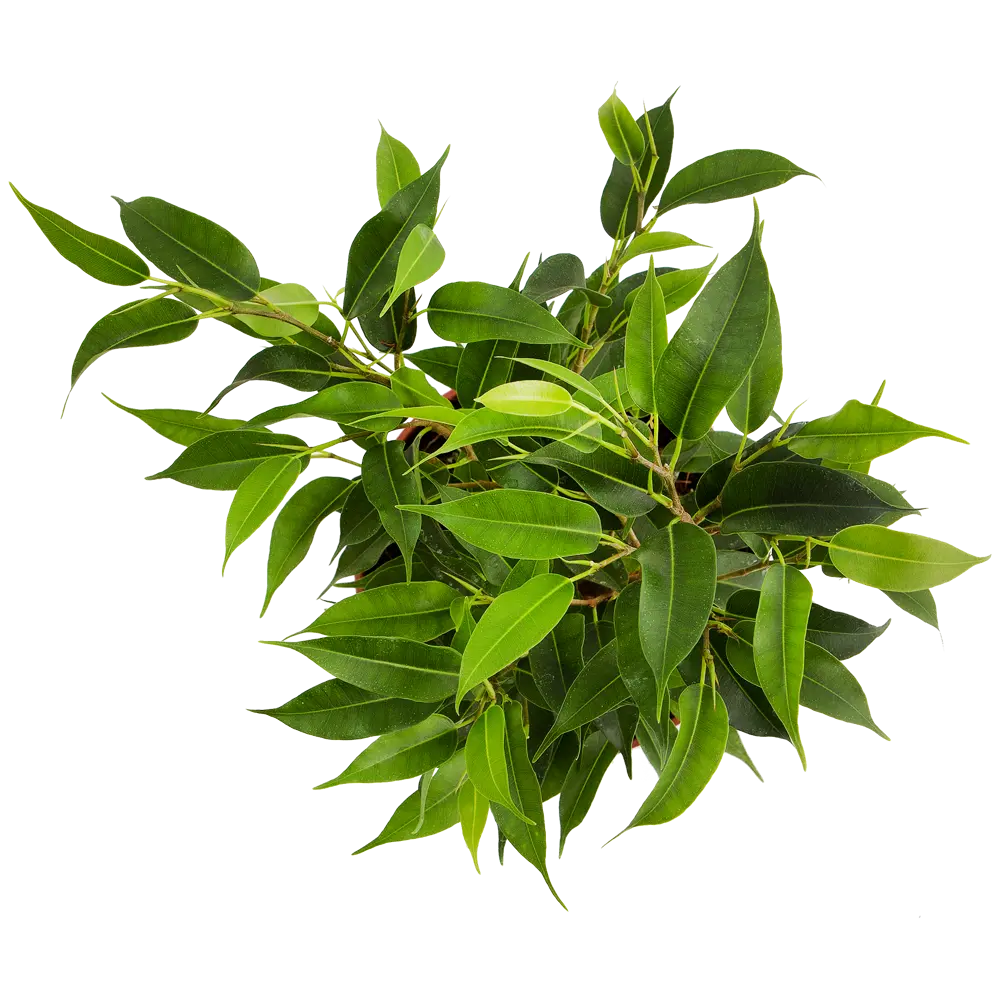 Santreyd Фикус Бенджамина Наташа — элегантный акцент вашего интерьера 13799237 STLM-0003796 - Вид №1