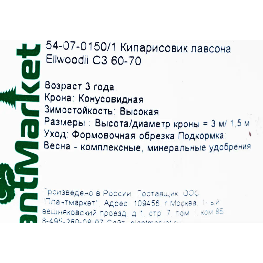 Кипарисовик лавсона «Элвуди» C3 60-70 см 82174067 STLM-2085371 PLANTMARKET  - Вид №1