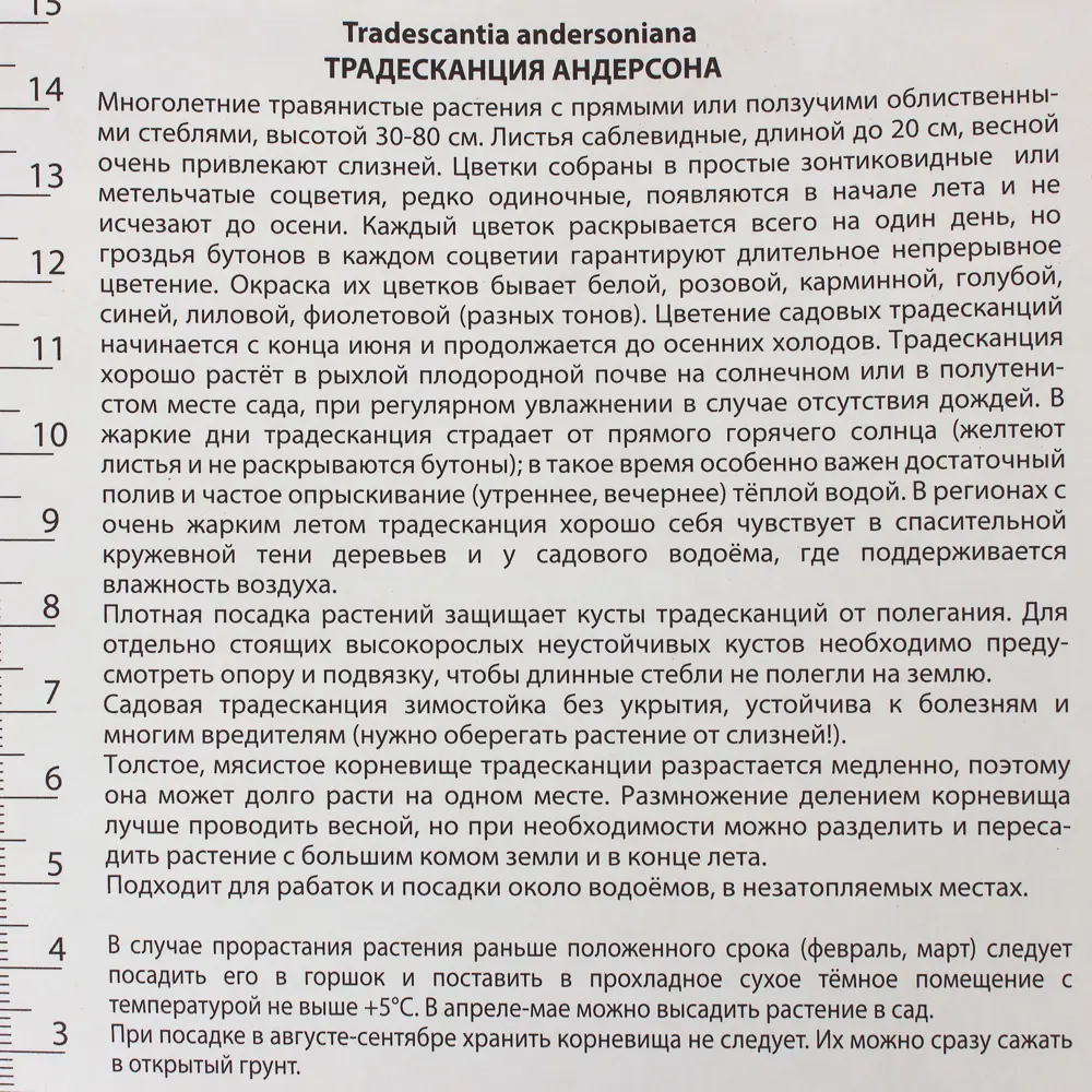 Традесканция Андерсона Инносенс I, 1 шт Santreyd STLM-2161903 - Вид №2