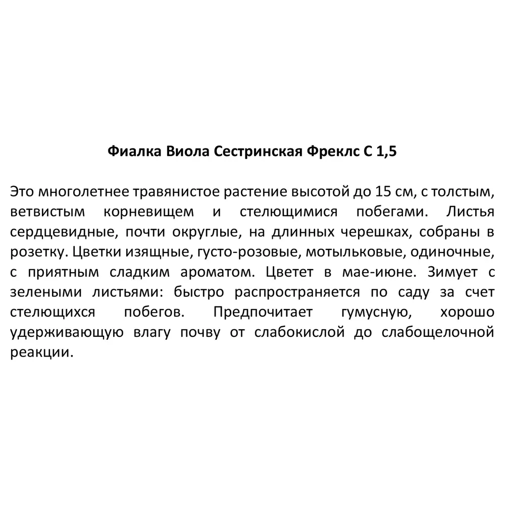 Фиалка сестринская Фреклс ø11.5 h30 см 85324940 STLM-2168223 Santreyd  - Вид №3